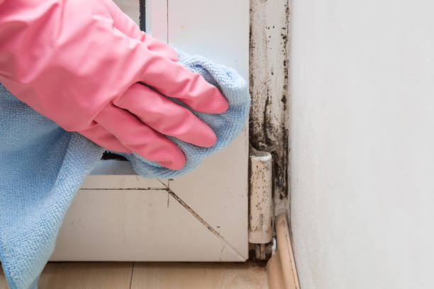 Best Black Mold Removal  in Attla, AL